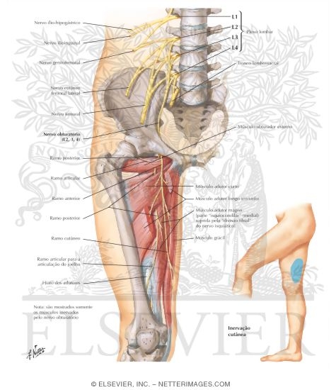 Watermarked preview of labeled image: Obturator Nerve