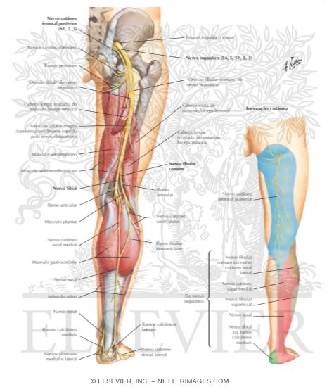 Sciatic Nerve (L4, L5; S1, S2, S3) and Posterior Femoral Cutaneous Nerve (S1, S2, S3)
Sciatic Nerve and Posterior Cutaneous Nerve of Thigh