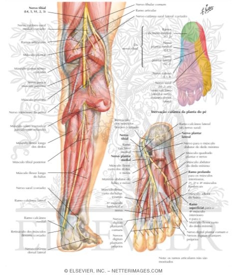 Watermarked preview of labeled image: Tibial Nerve (L4, L5; S1, S2, S3)