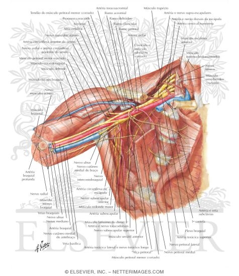 Axilla (Dissection): Anterior View
Shoulder and Axilla: Deep Dissection