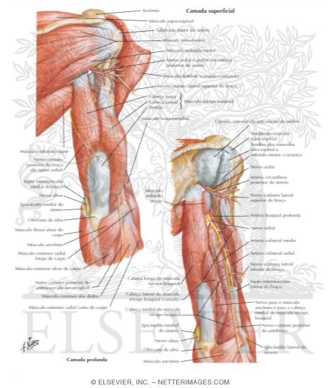 Arm Muscles With Portions of Arteries and Nerves
Muscles of Arm: Posterior View