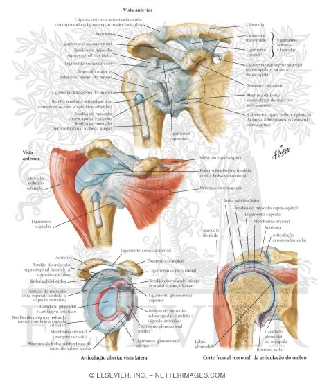 Shoulder: Glenohumeral Joint