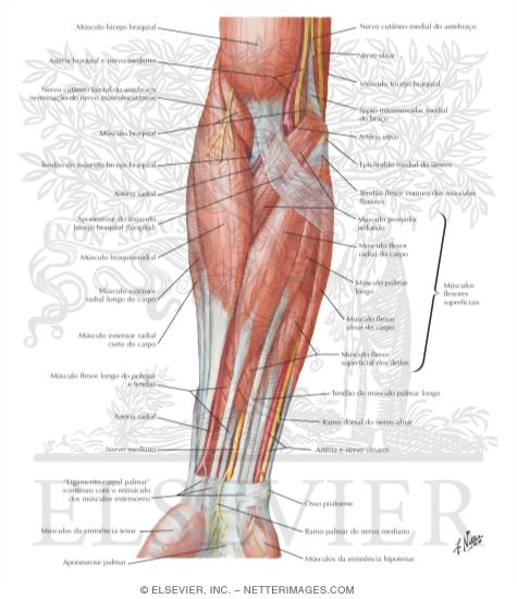 Watermarked preview of labeled image: Muscles of Forearm (Superficial Layer): Anterior View