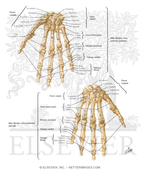 Bones of Wrist and Hand