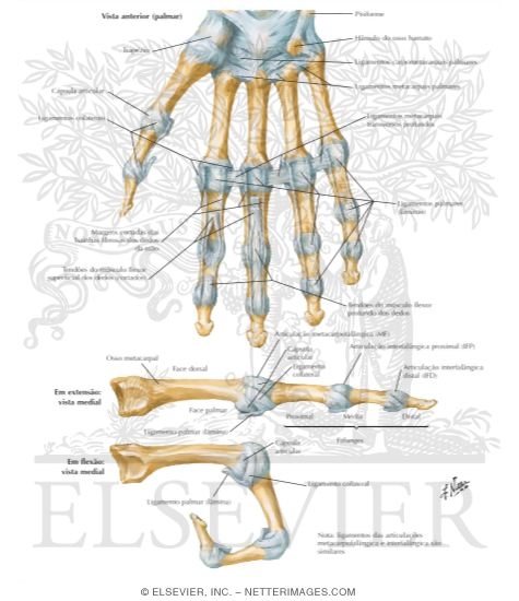 Metacarpophalangeal and Interphalangeal Ligaments
Metacarpophalangeal and Interphalangeal Joints