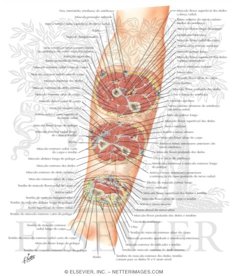 Watermarked preview of labeled image: Cross-Sectional Anatomy of Right Forearm 