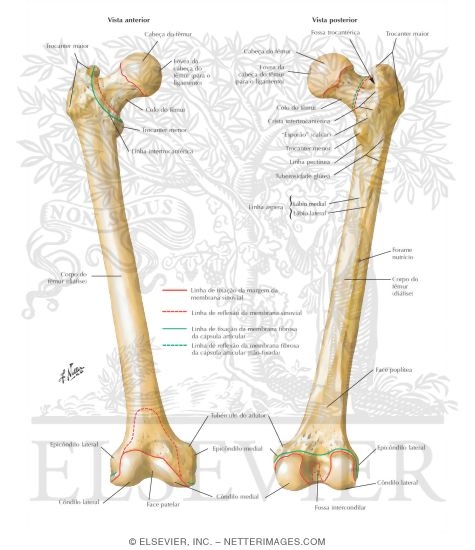 Osteology of the Femur