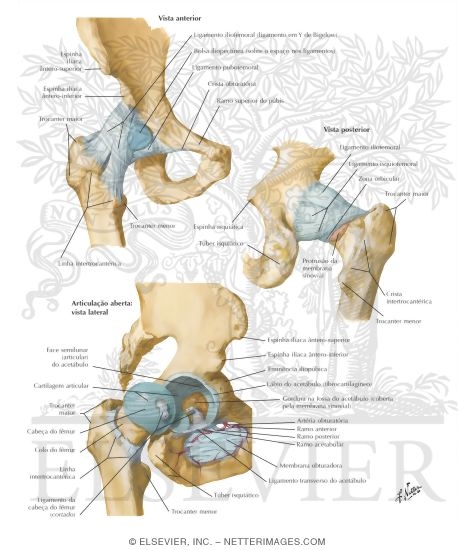Watermarked preview of labeled image: Hip Joint