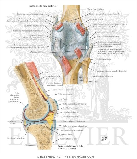 Right Knee: Posterior and Sagittal Views
Knee: Posterior and Sagittal Views
Knee Joint - Posterior and Sagittal section