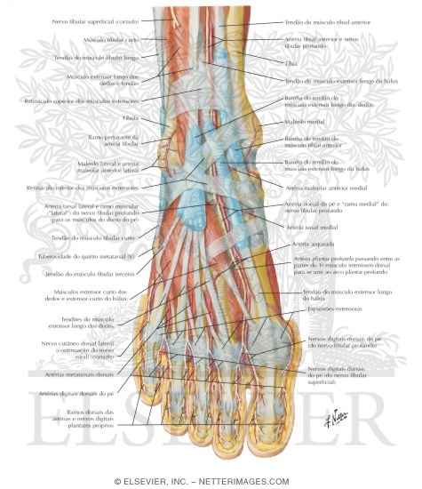 Watermarked preview of labeled image: Muscles, Arteries, and Nerves of Front of Ankle and Dorsum of Foot: Superficial Dissection
Muscles of Dorsum of Foot: Superficial Dissection