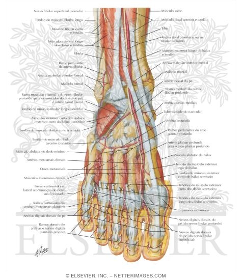 Watermarked preview of labeled image: Muscles, Arteries, and Nerves of Front of Ankle and Dorsum of Foot: Deeper Dissection
Dorsum of Foot: Deep Dissection