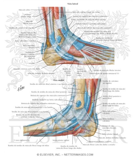 Synovial Tendon Sheaths at Ankle
Tendon Sheaths of Ankle