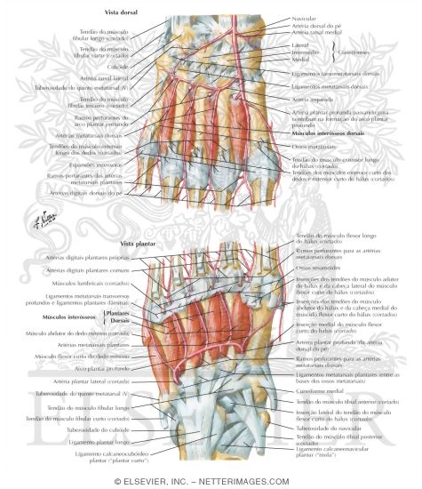 Watermarked preview of labeled image: Interosseous Muscles and Plantar Arterial Arch
Interosseous Muscles and Deep Arteries of Foot