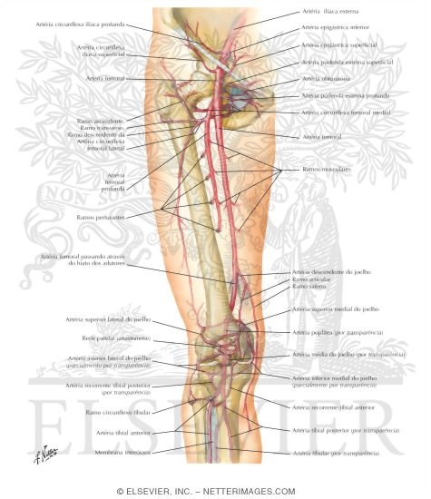 Watermarked preview of labeled image: Arteries of Thigh and Knee: Schema
Arteries of the Leg and Knee