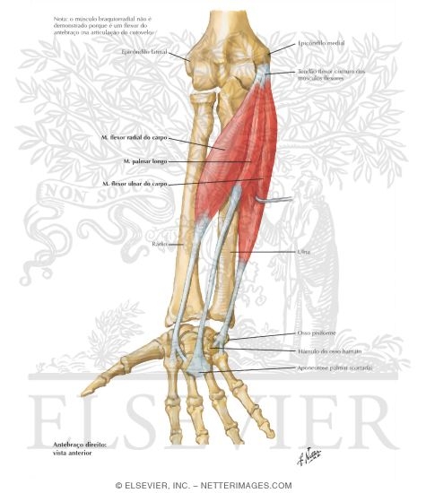 Individual Muscles of Forearm: Flexors of Wrist