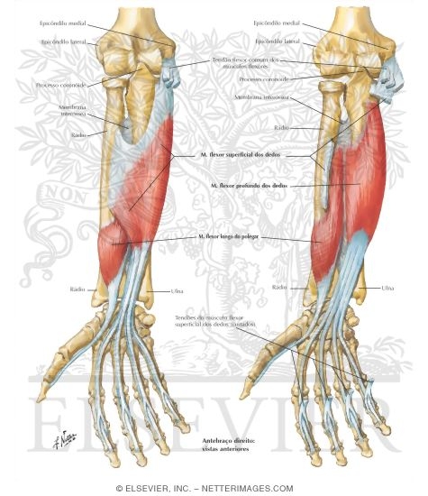 Individual Muscles of Forearm: Flexors of Digits 