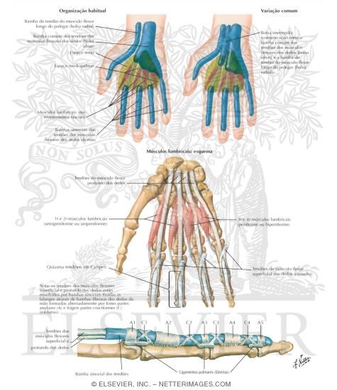 Lumbrical Muscles and Bursae, Spaces and Sheaths: Schema