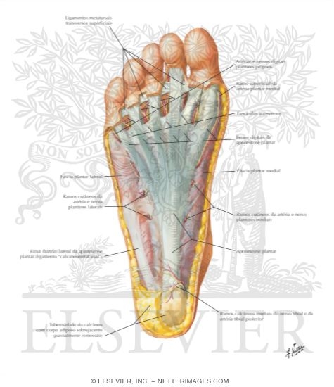 Watermarked preview of labeled image: Sole of Foot: Superficial Dissection