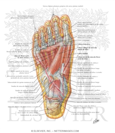 Watermarked preview of labeled image: Muscles of Sole of Foot: Third Layer