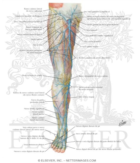 Superficial Nerves and Veins of Lower Limb: Anterior View