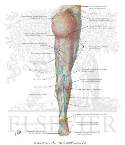 Superficial Nerves and Veins of Lower Limb: Posterior View