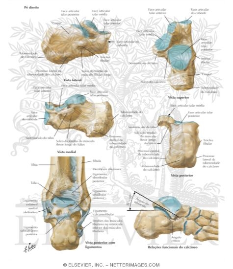 Calcaneus
