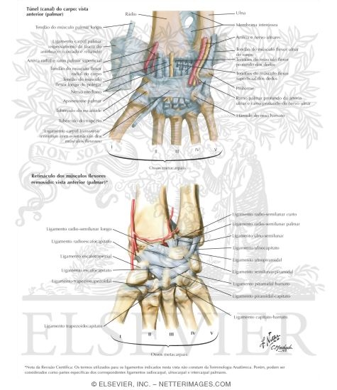 Ligaments of Wrist
