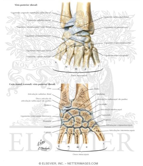 Ligaments of Wrist