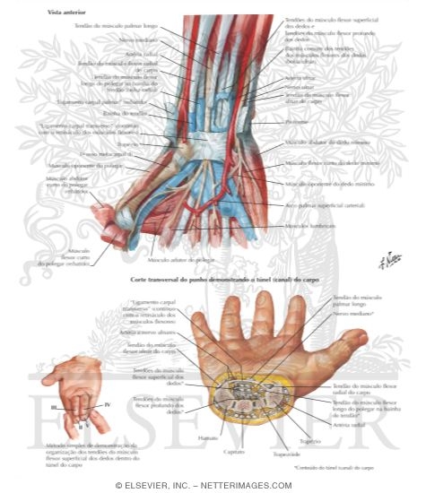 Flexor Tendons, Arteries, and Nerves At Wrist