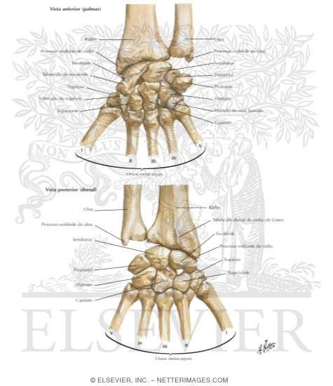 Carpal Bones