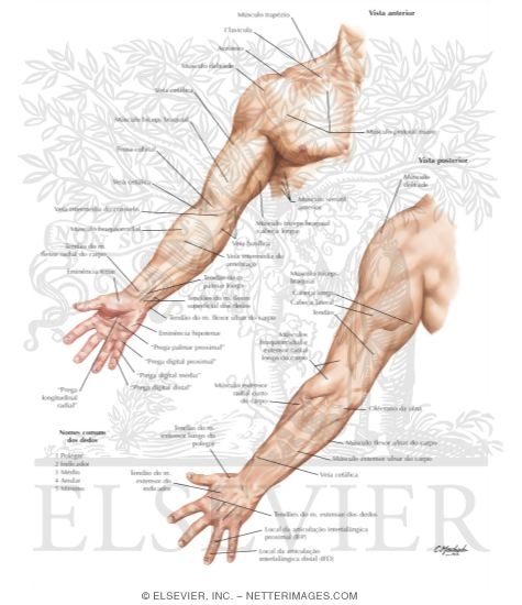 Watermarked preview of labeled image: Topographic Anatomy of Forearm and Wrist