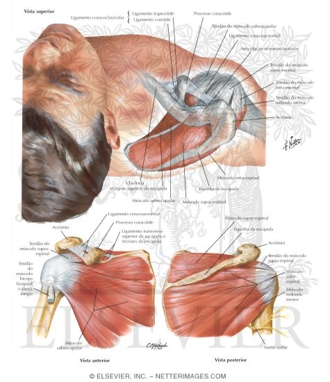 Muscles of Rotator Cuff