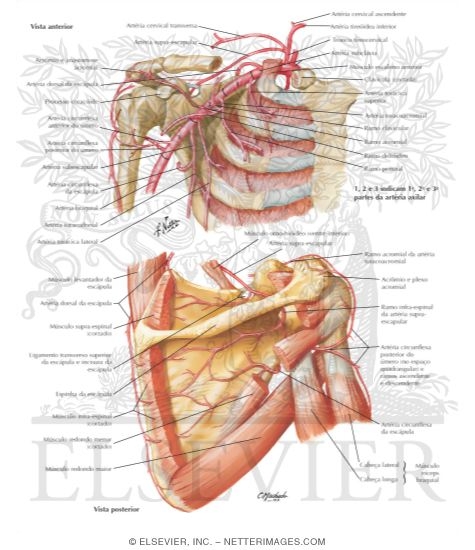 Axillary Artery and Anastomoses Around Scapula