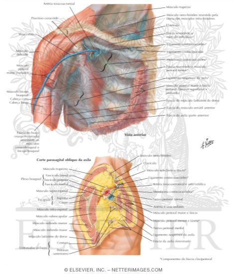 Pectoral, Clavipectoral and Axillary Fasciae