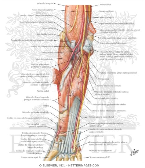 Watermarked preview of labeled image: Arteries, Nerves, and Muscles of Upper Limb (Anterior View)
Muscles of Forearm (Deep Layer): Anterior View