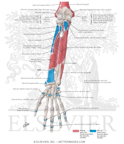 Attachments of Muscles of Forearm: Anterior View