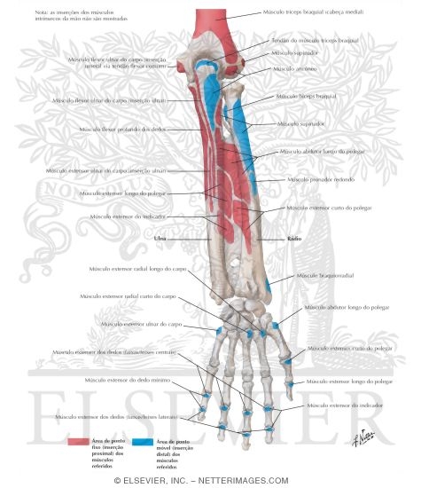 Attachments of Muscles of Forearm: Posterior View