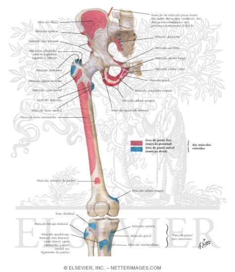 Bony Attachments of Muscles of Hip and Thigh: Anterior View