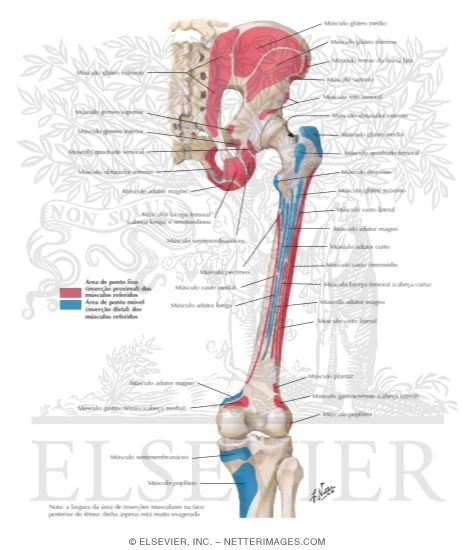 Bony Attachments of Muscles of Hip and Thigh: Posterior View