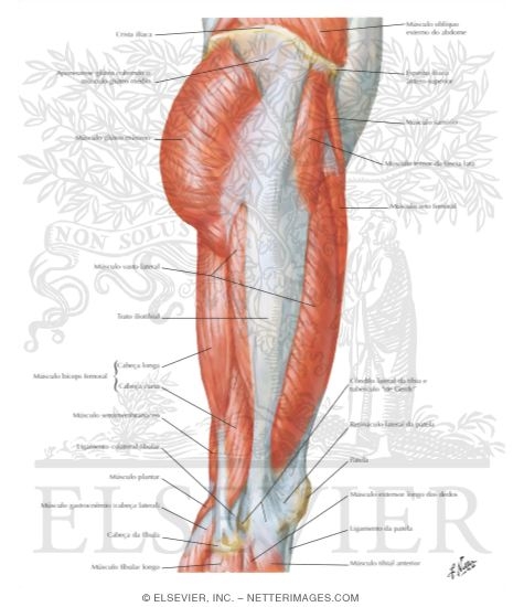 Watermarked preview of labeled image: Muscles of Hip and Thigh: Lateral View