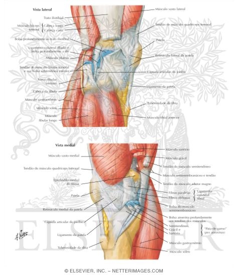 Knee: Lateral and Medial Views