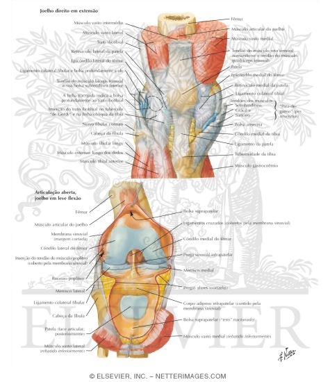 Knee: Anterior Views