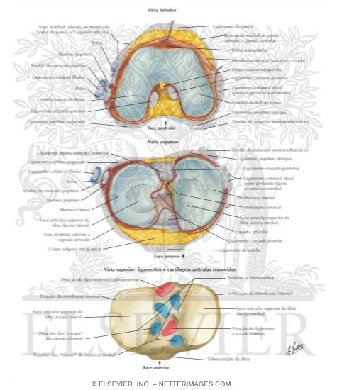 Watermarked preview of labeled image: Knee: Interior