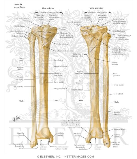 Tibia and Fibula