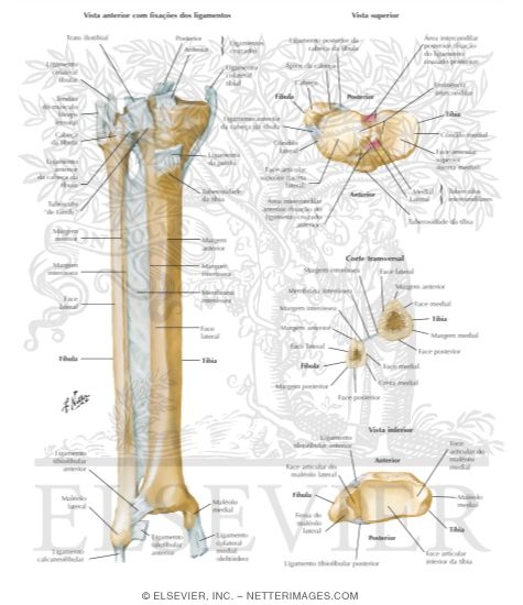 Tibia and Fibula
