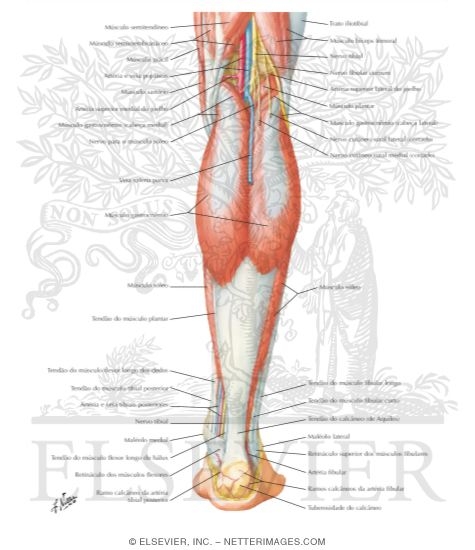 Watermarked preview of labeled image: Muscles of Leg (Superficial Dissection): Posterior View