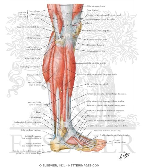 Muscles of Leg: Lateral View