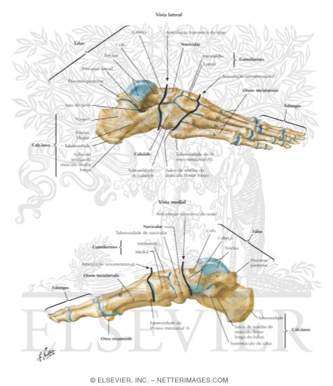 Bones of Foot