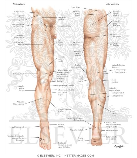Lower Limb Surface Anatomy