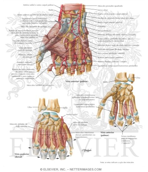 Intrinsic Muscles of Hand